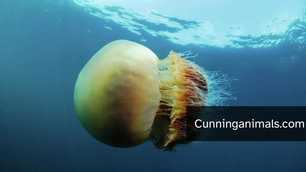 giant jellyfish