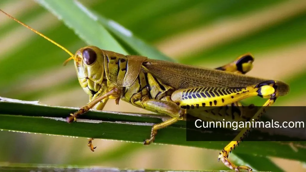 herbivores that eat a lot