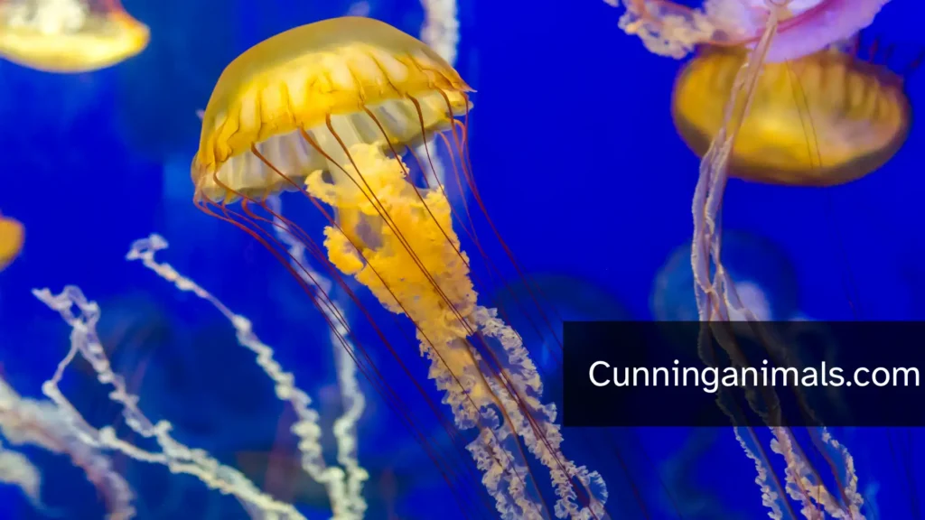 jellyfish species