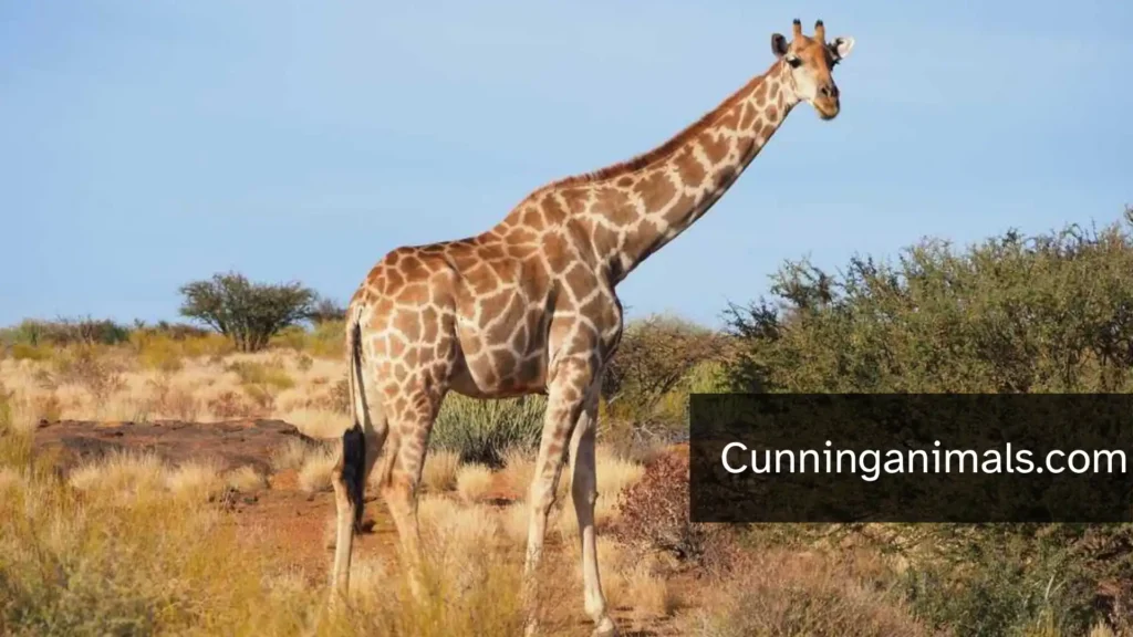 largest appetites in animals