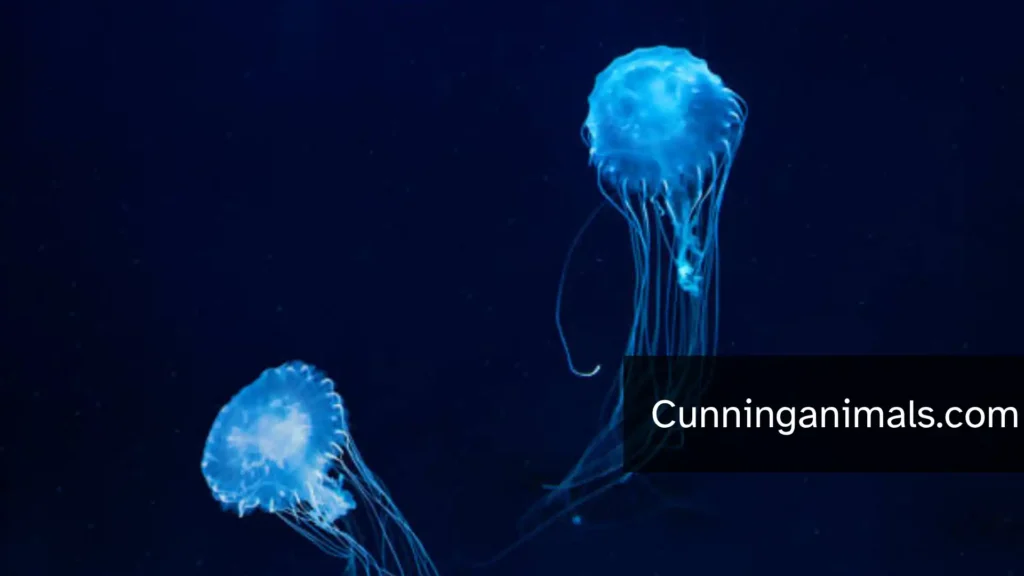 largest jellyfish ever recorded