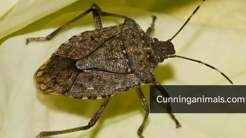 mosquito facts