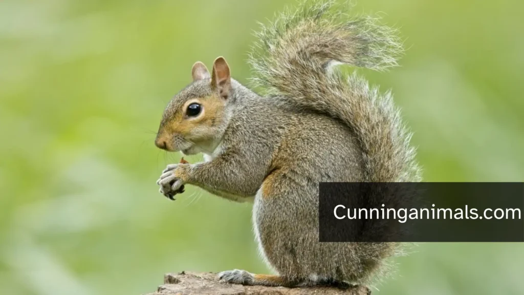 nuisance animals