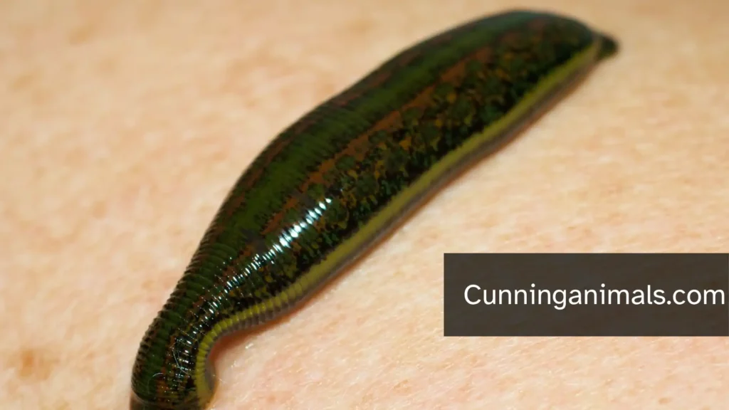 snake-like animals