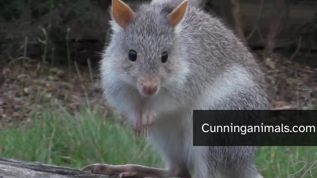 what animals eat cactus