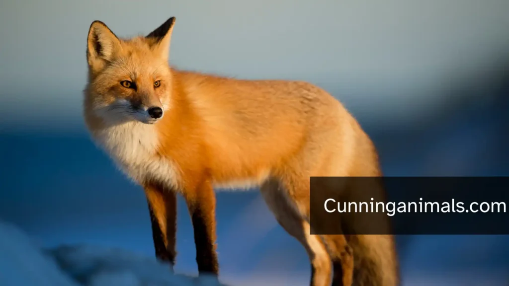 animals that prey on squirrels